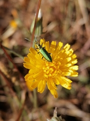 Chrysanthia reitteri