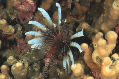 Lionfish