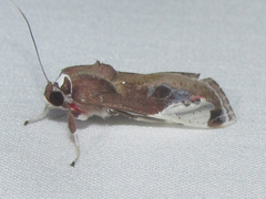 Bertholdia albipuncta