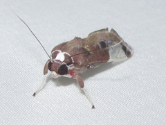 Bertholdia albipuncta