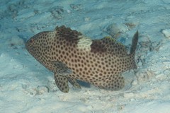 Epinephelus maculatus