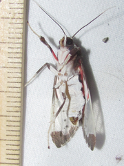Bertholdia