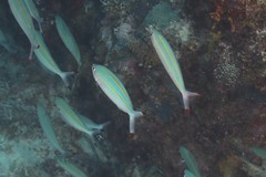 Pterocaesio digramma