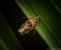 Barea melanodelta