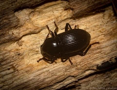 Hydissus feronioides