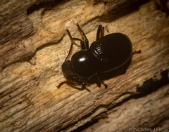 Hydissus feronioides