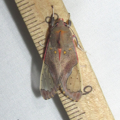 Bertholdia yashoquintela