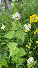 Alliaria petiolata