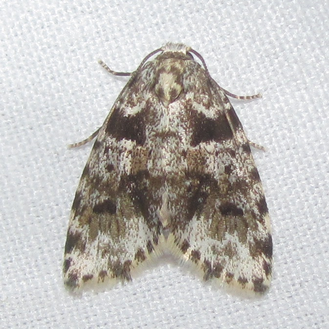 Clemensia cincinnata