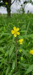 Ranunculus velutinus