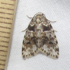 Clemensia cincinnata