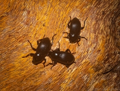 Hydissus feronioides