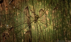 Neopantopsalis pentheter