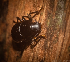 Hydissus feronioides