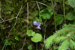 Soldanella