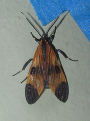 Dycladia correbioides