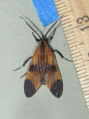 Dycladia correbioides