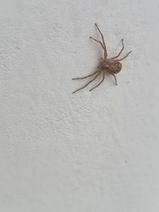 Philodromidae
