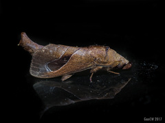 Paralebeda lucifuga
