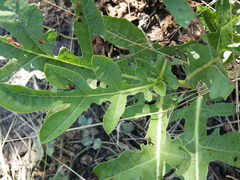 Jatropha erythropoda