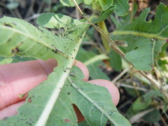 Jatropha erythropoda