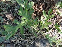 Jatropha erythropoda