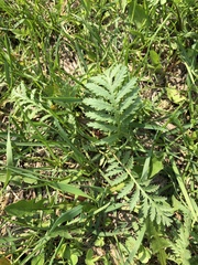 Tanacetum vulgare