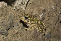 Bufotes viridis