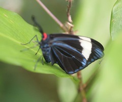 Pidorus