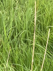 Poaceae