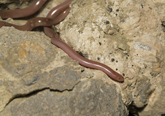 Xerotyphlops vermicularis