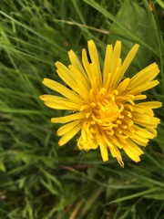 Taraxacum officinale