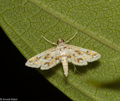 Parapoynx diminutalis