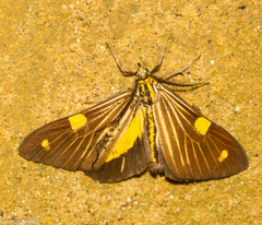 Phaeochlaena lampra