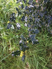 Ilex aquifolium