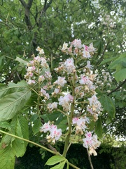 Aesculus hippocastanum