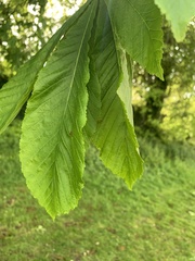 Aesculus hippocastanum