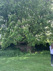 Aesculus hippocastanum