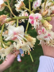 Aesculus hippocastanum