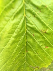 Aesculus hippocastanum