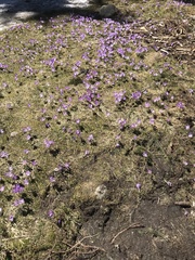 Crocus heuffelianus scepusiensis