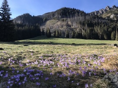 Crocus heuffelianus scepusiensis