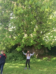 Aesculus hippocastanum