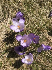 Crocus heuffelianus scepusiensis
