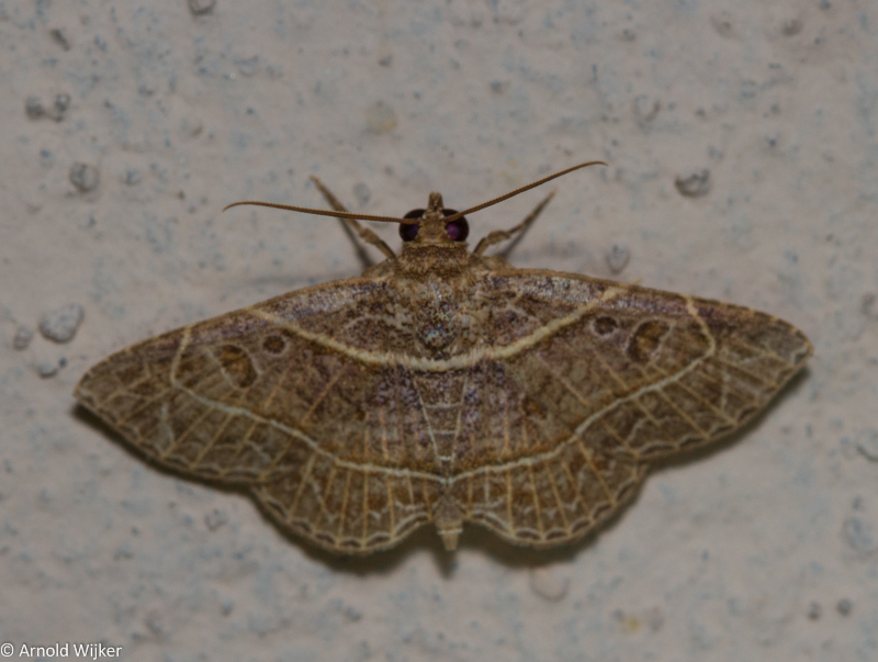 Antiblemma fuscireticulata