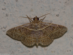 Antiblemma fuscireticulata