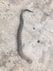Acanthophis antarcticus