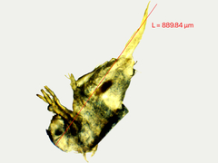 Lepidocyrtinae