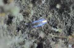 Lepidocyrtinae
