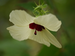 Hibiscus vitifolius